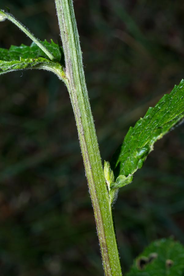 Verbascum chaixii / Verbasco di Chaix